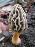 Morchella diminutiva image