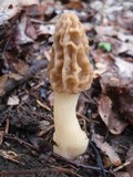 Morchella diminutiva image