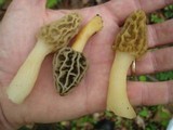 Morchella diminutiva image
