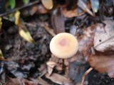 Rhizomarasmius pyrrhocephalus image