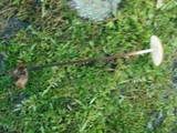 Rhizomarasmius pyrrhocephalus image