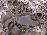 Peziza phyllogena image