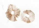 Cortinarius evernius image