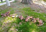 Tricholoma fracticum image