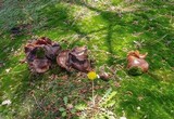 Tricholoma fracticum image