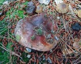 Tricholoma fracticum image