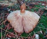 Tricholoma fracticum image