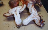 Tricholoma fracticum image