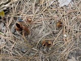 Helvella silvicola image