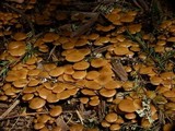 Kuehneromyces lignicola image