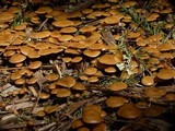 Kuehneromyces lignicola image