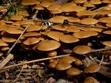 Kuehneromyces lignicola image