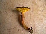 Phylloporus arenicola image