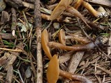 Kuehneromyces lignicola image