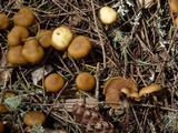 Kuehneromyces lignicola image