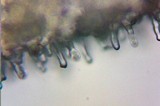 Kuehneromyces lignicola image