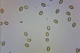 Kuehneromyces lignicola image