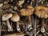 Inocybe asterospora image