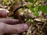 Inocybe asterospora image