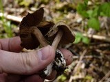 Inocybe asterospora image