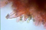 Inocybe asterospora image