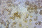Inocybe asterospora image