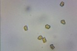 Inocybe asterospora image