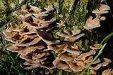 Lentinus strigosus image