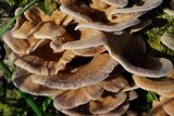 Panus neostrigosus image