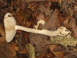 Amanita velatipes image