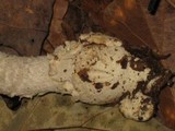 Amanita velatipes image
