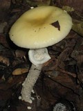 Amanita velatipes image