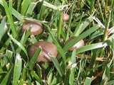 Panaeolus cinctulus image
