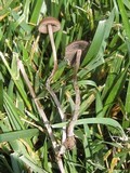 Panaeolus cinctulus image