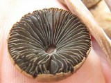 Panaeolus cinctulus image