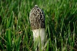 Phallus hadriani image