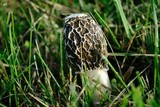 Phallus hadriani image