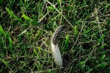 Phallus hadriani image