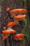 Tyromyces pulcherrimus image