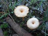 Lichenomphalia chromacea image