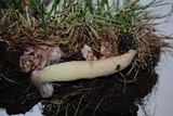 Phallus hadriani image
