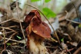Gyromitra brunnea image