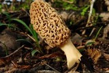 Morchella americana image