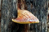 Fistulina hepatica image