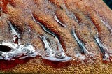 Fistulina hepatica image