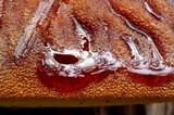 Fistulina hepatica image