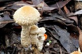 Lacrymaria asperospora image