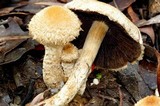 Lacrymaria asperospora image