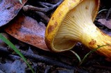 Austropaxillus infundibuliformis image