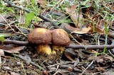 Tricholomopsis ornaticeps image